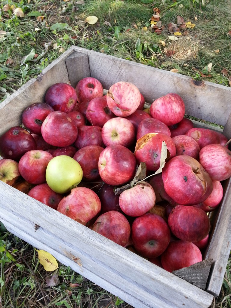 Apple Bins with pre-picked apples 