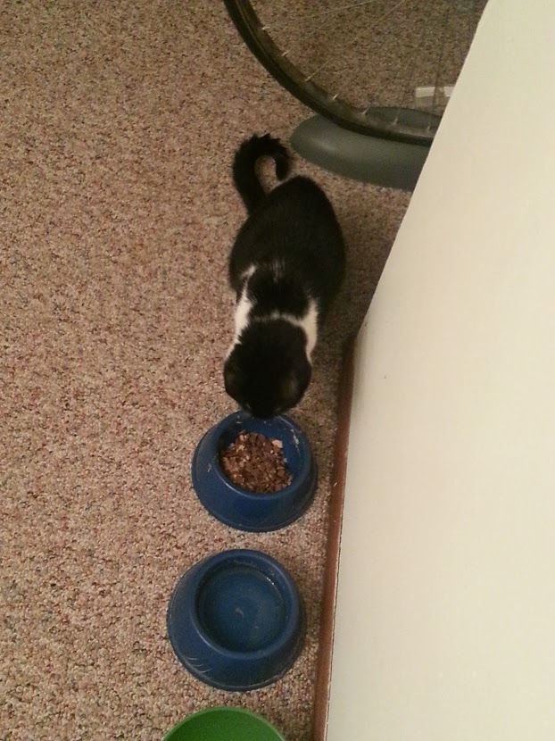 Marley Eating
