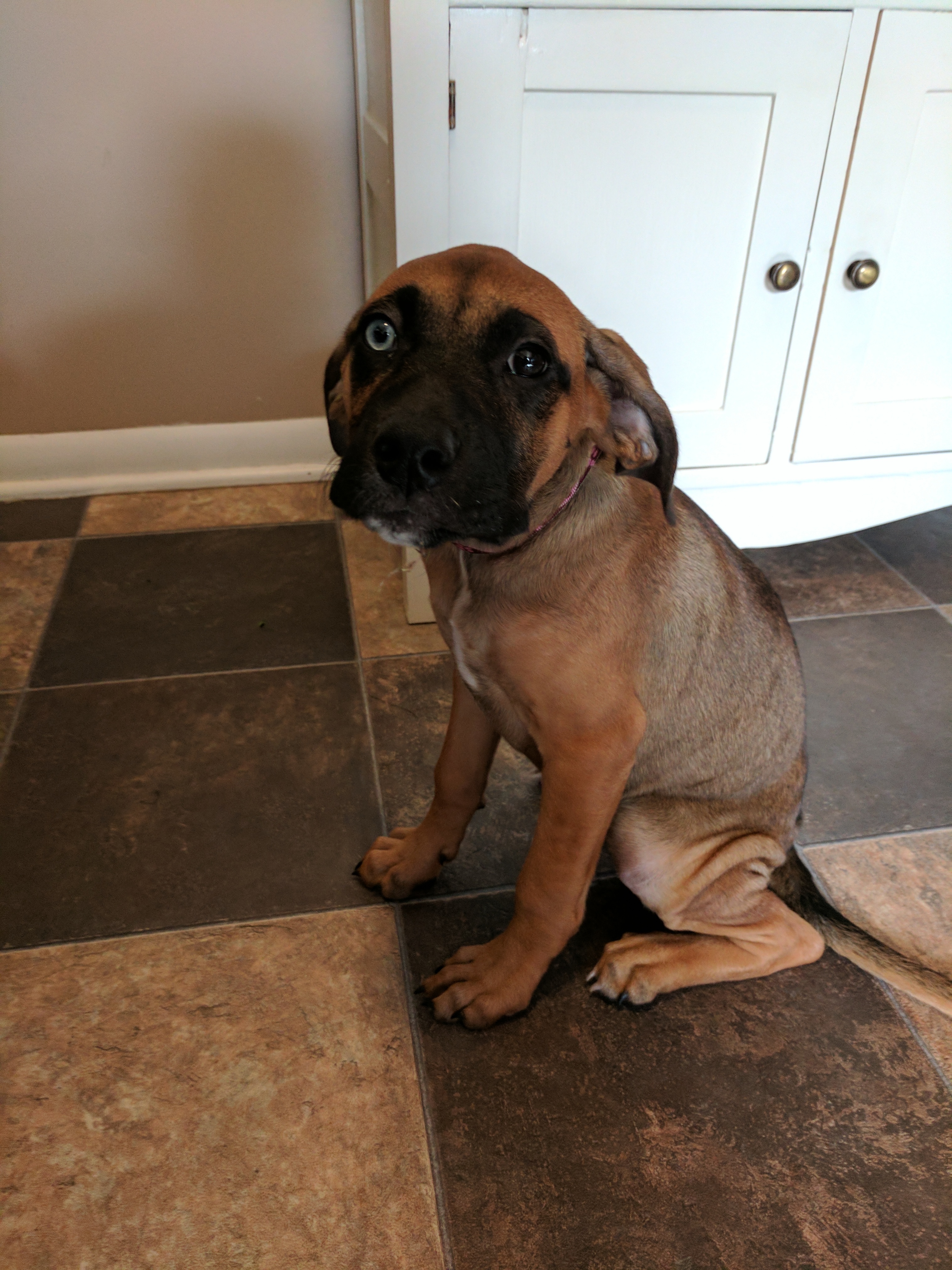 Sad puppy