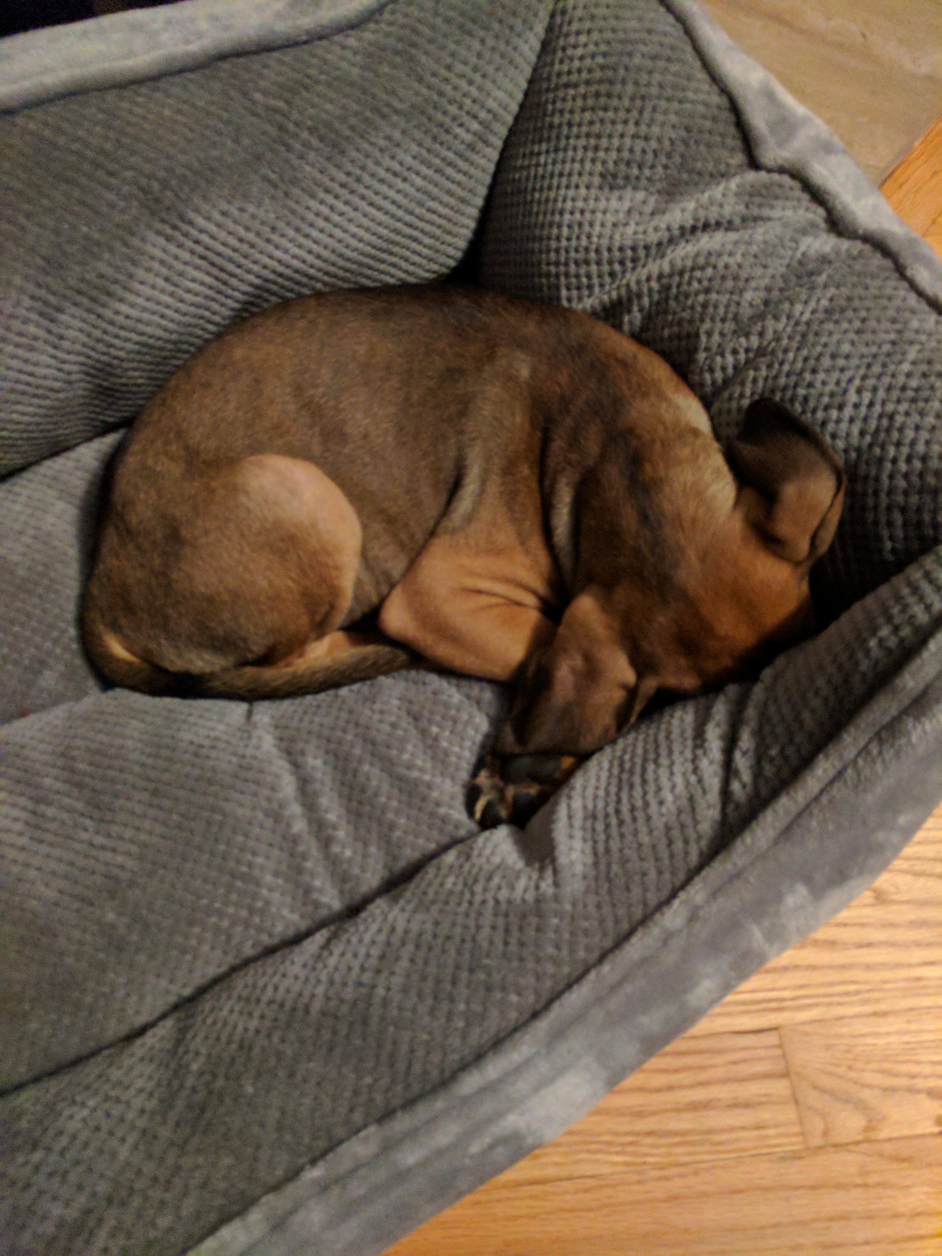 Sleeping puppy