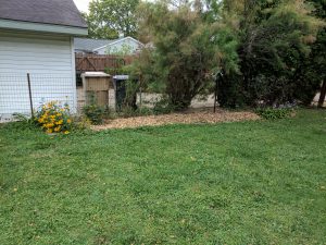 Backyard garden box, mulch
