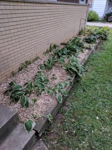 Garden box with mulch