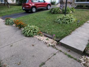 Marigolds and mulch