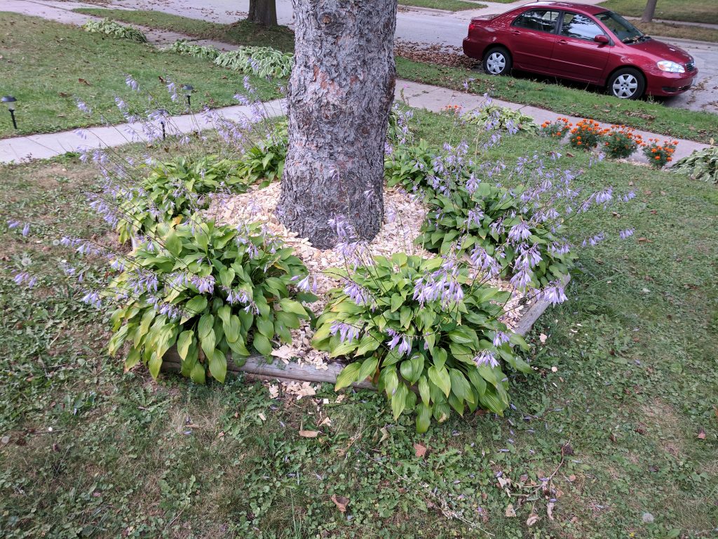 Tree base with mulch