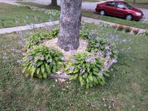 Tree base with mulch